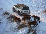 Tigers chasing a vehicle and try to attack it.