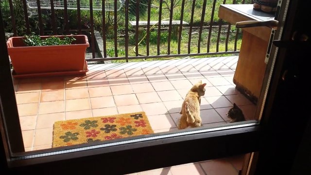 isidoro gioca con amichetto ma lady è gelosa