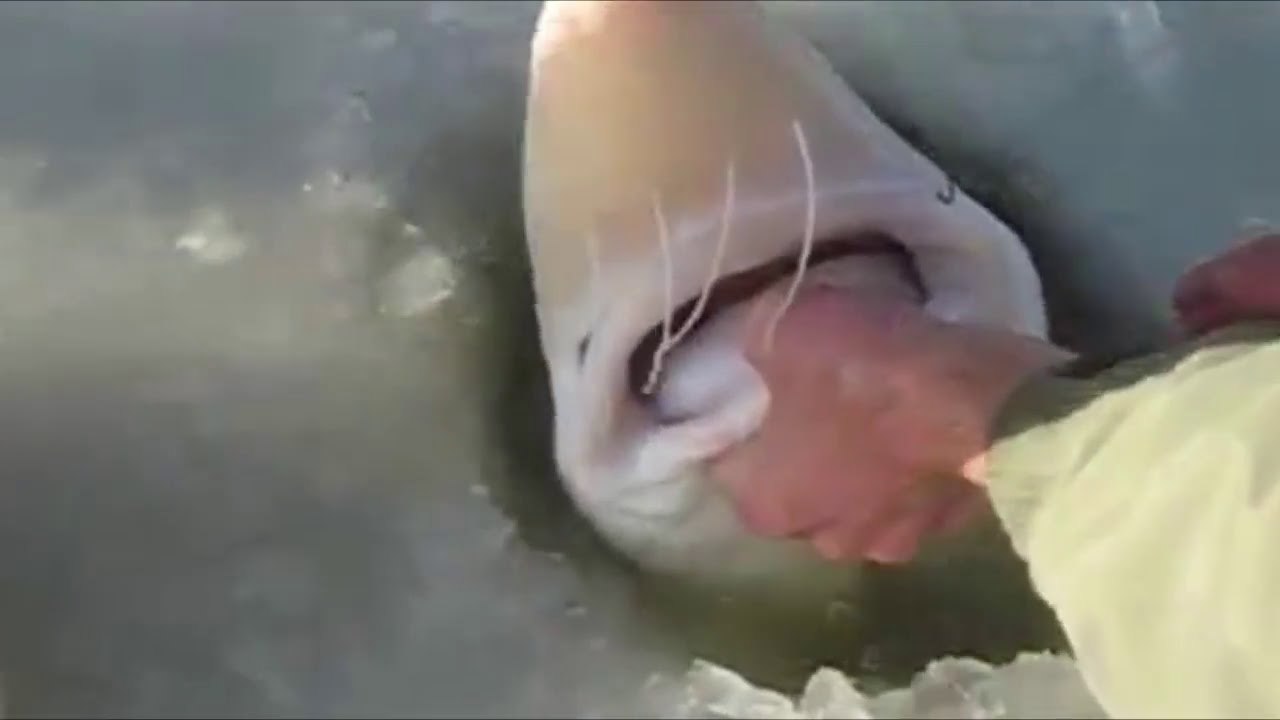 ONLINE FISHING VIDOES: ICE FISHING TIPS #6