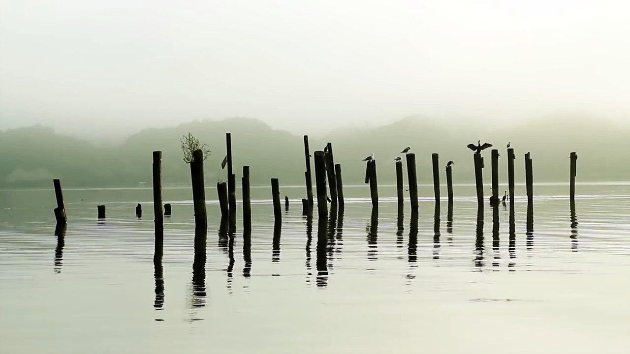 Birds on the Post