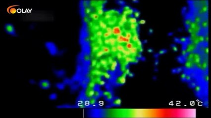 Yedi Renkli Çınar 17 02 2017
