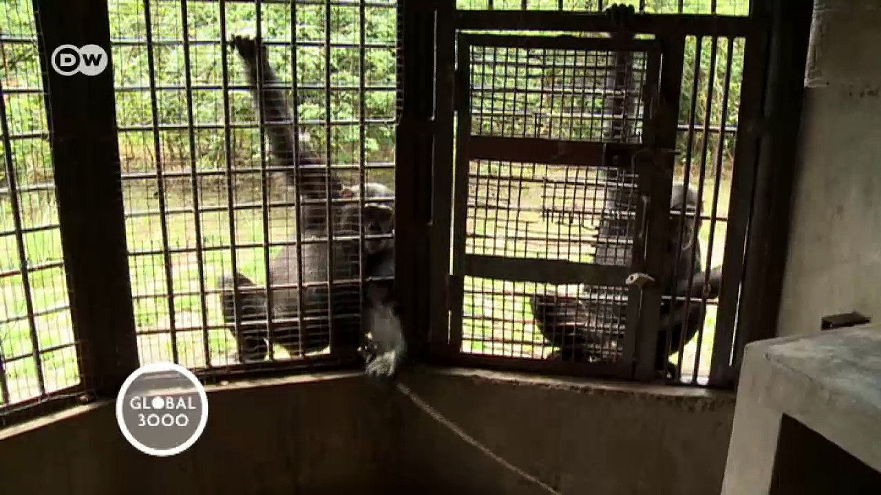 Taking care of chimpanzees in Zambia | Global 3000