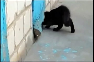 Enfermé durant toute sa vie, ce chaton lui sauva la vie