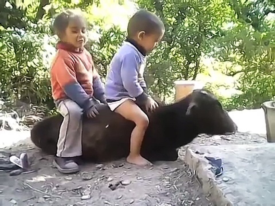 Funny Videos ★ Best Funny Fail Compilation ★ Funny Videos 2016