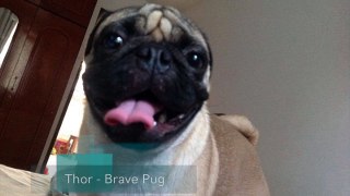 Pug x Wood Stick Encounter Very Brave Dog Funny Trailer