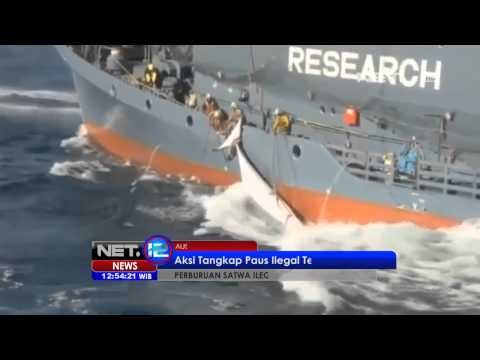 NET12 - Aktivis Lingkungan Tasmania Desak Pemerintah Australia Lancarkan Protes Perburuan Paus