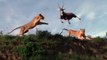 Leaping Lion Catches Antelope In Mid-Air Attack