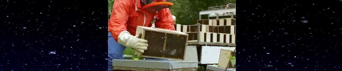 What's Killing Our Bees -  Documentary