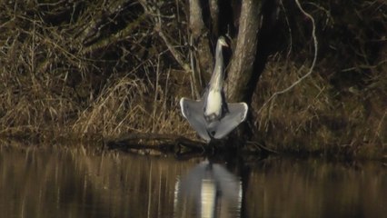 Direction l'étang du Moulin neuf  Plounérin 16 Février 2017