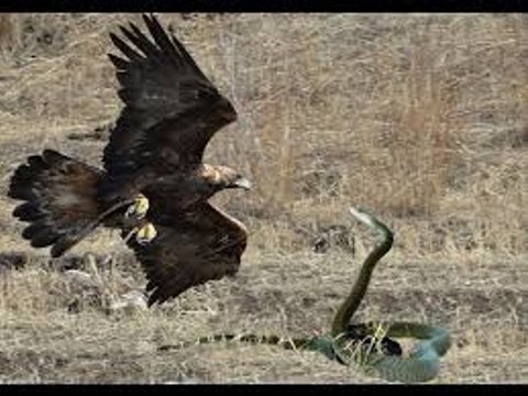 Male Leopard killing Eagle to save Black Mamba Snake - Eagle attack Mamba snake -