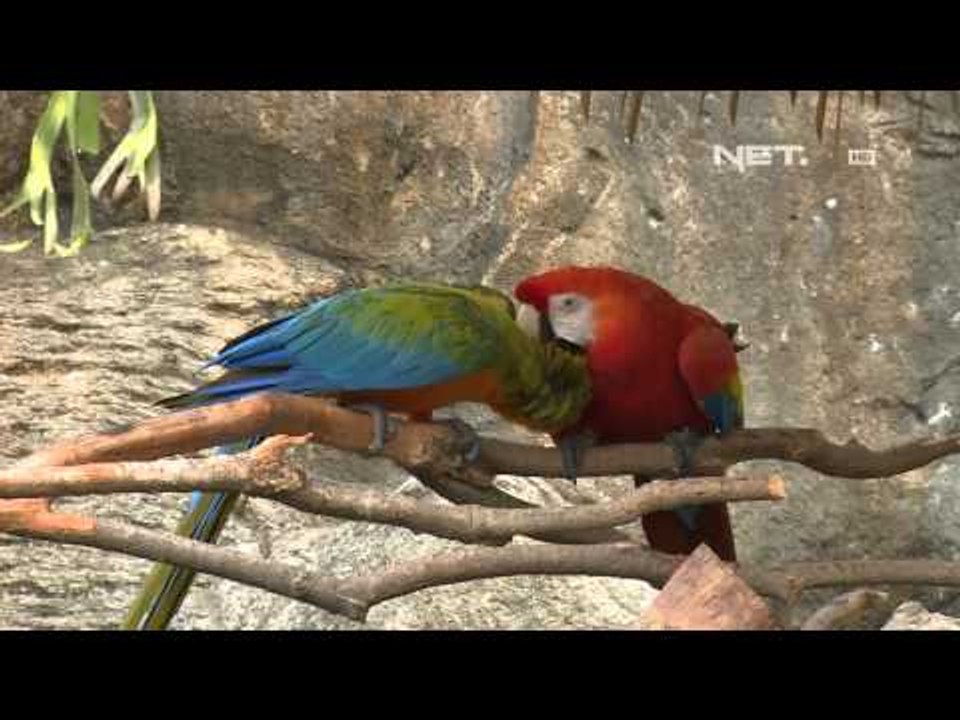IMS - Kebun Binatang rahasia