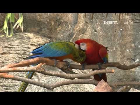 IMS - Kebun Binatang rahasia