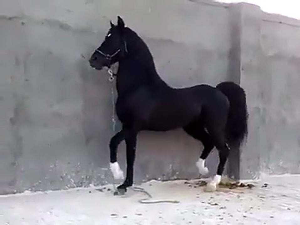 Dancing Horse Must Watch