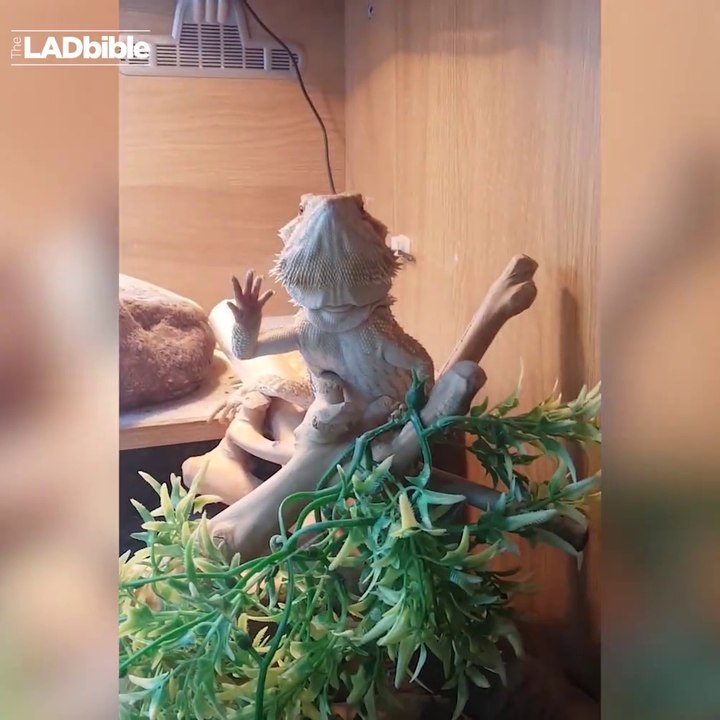 Quand ton lézard te fait coucou