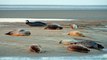 Les Phoques et la Baie d'Authie. Vie sauvage et vues en drone près de la baie de Somme, France