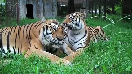 Büyük aynada kendini gören hayvanlar adeta fılm çekımı havasına gırıyorlar