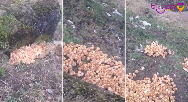 Un millier de poussins trouvés abandonnés dans une décharge