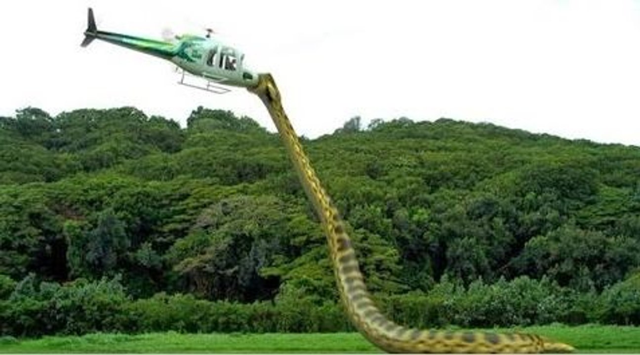 Giant snake Anaconda Attack