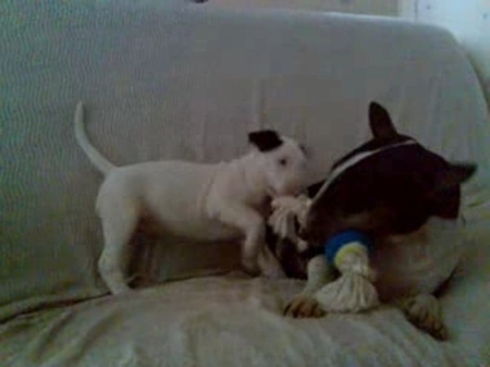 Joy et Mani