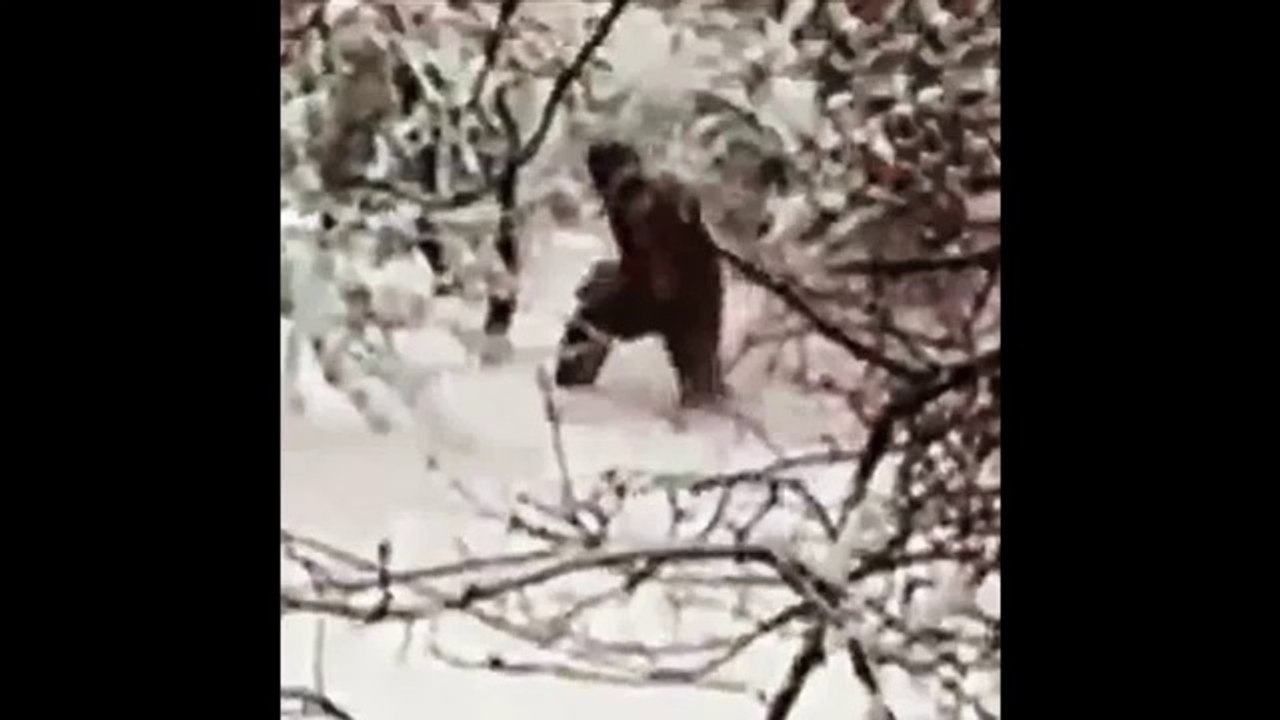 TOP PHOTOGRAPHIC EVIDENCE FOR THE EXISTENCE OF BIGFOOT - BY UFO MAN