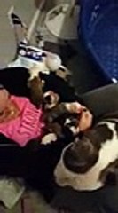 une chienne fait preuve dune grande confiance en donnant ses chiots a sa sauveuse