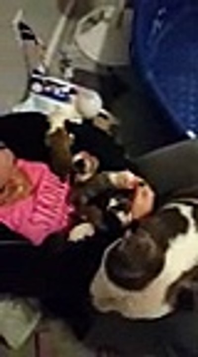 une chienne fait preuve dune grande confiance en donnant ses chiots a sa sauveuse