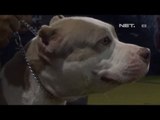NET24 - Kontes Anjing Pitbul di Semarang