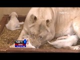 NET5 - Bayi Kembar Tiga Singa Putih di Polandia