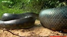 [MP4 720p] Giant Anaconda vs Lion vs Tiger Great Python vs Lion Real Fight