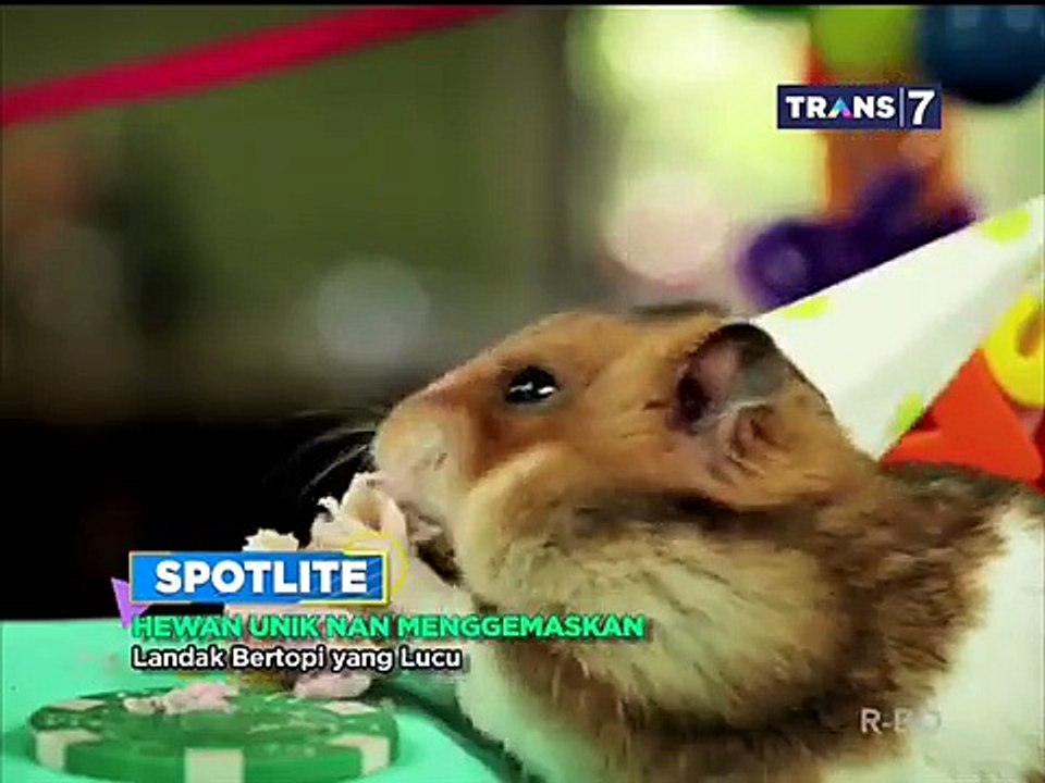 Hewan Unik Nan Menggemaskan [Spotlite]