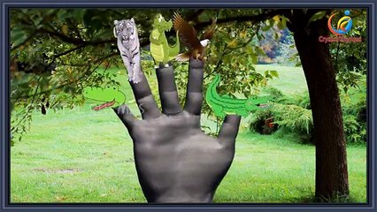 Tiger Finger Family 3d rhymes || Nursery children Wild animals finger family song
