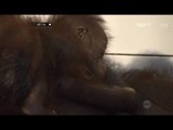 NET24-Orangutan Kalimantan Penghuni Taman Safari Prigen Melahirkan Bayi