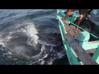 NET24-Ikan Pari Manta Sebagai Spesies Dilindungi