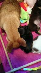 des pitchounes du bois joli