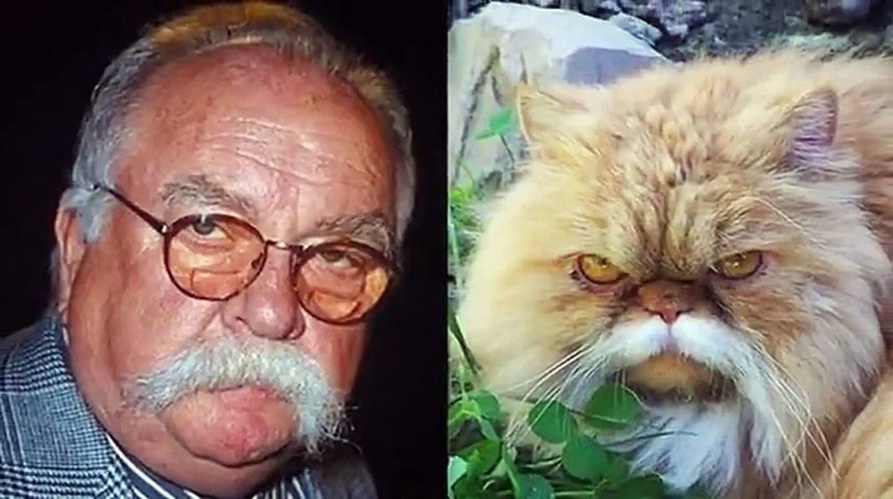 LINDOS GATOS