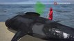 Ratusan bangkai paus terdampar ditusuk-tusuk agar tidak meledak - Tomonews