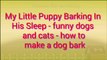 My Little Puppy Barking In His Sleep - funny dogs and cats - how to make a dog bark