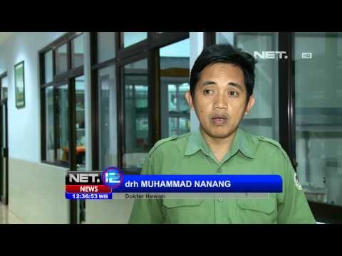 NET12 Taman Konservasi Satwa di Pasuruan