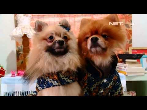 IMS - Bisnis pakaian untuk anjing