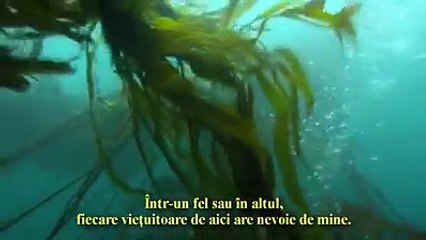 OCEANUL - mesaj pentru oameni.