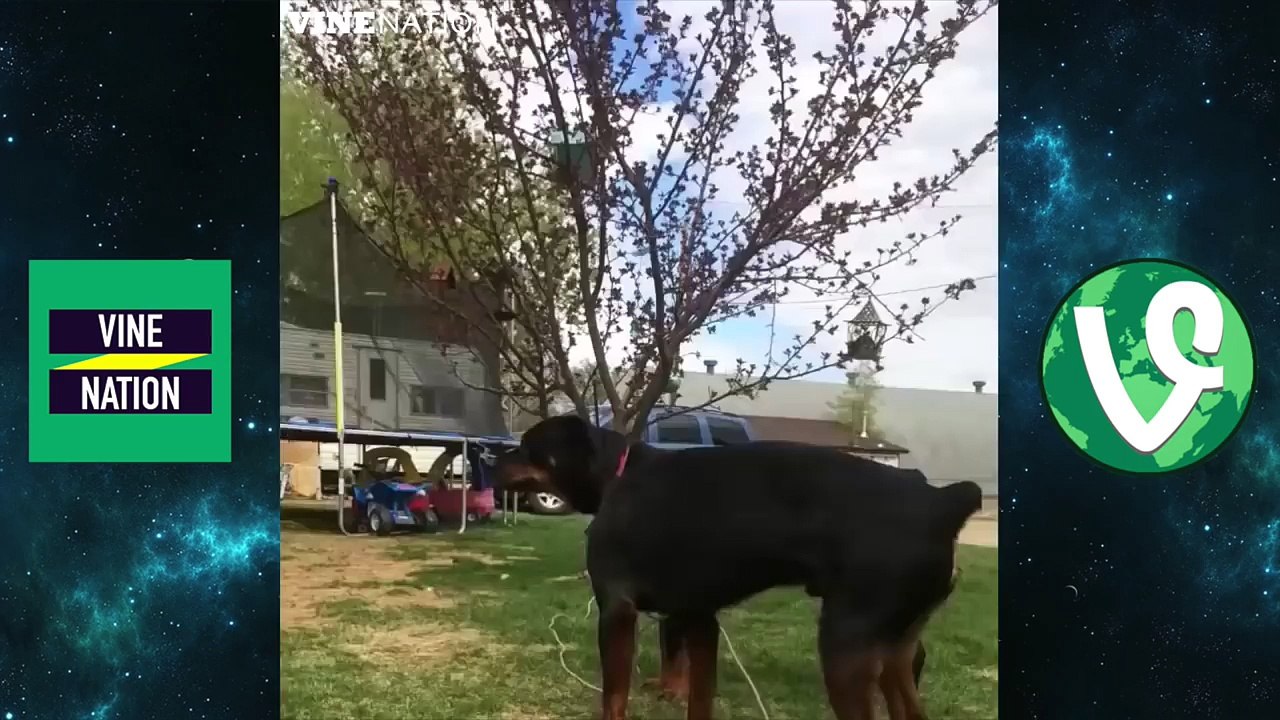 CUTIEST PET IN THE ENTIRE WORLD (MUST SEE)