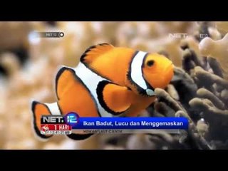 NET12 - Aneka mahluk laut cantik dengan warna-warni menarik