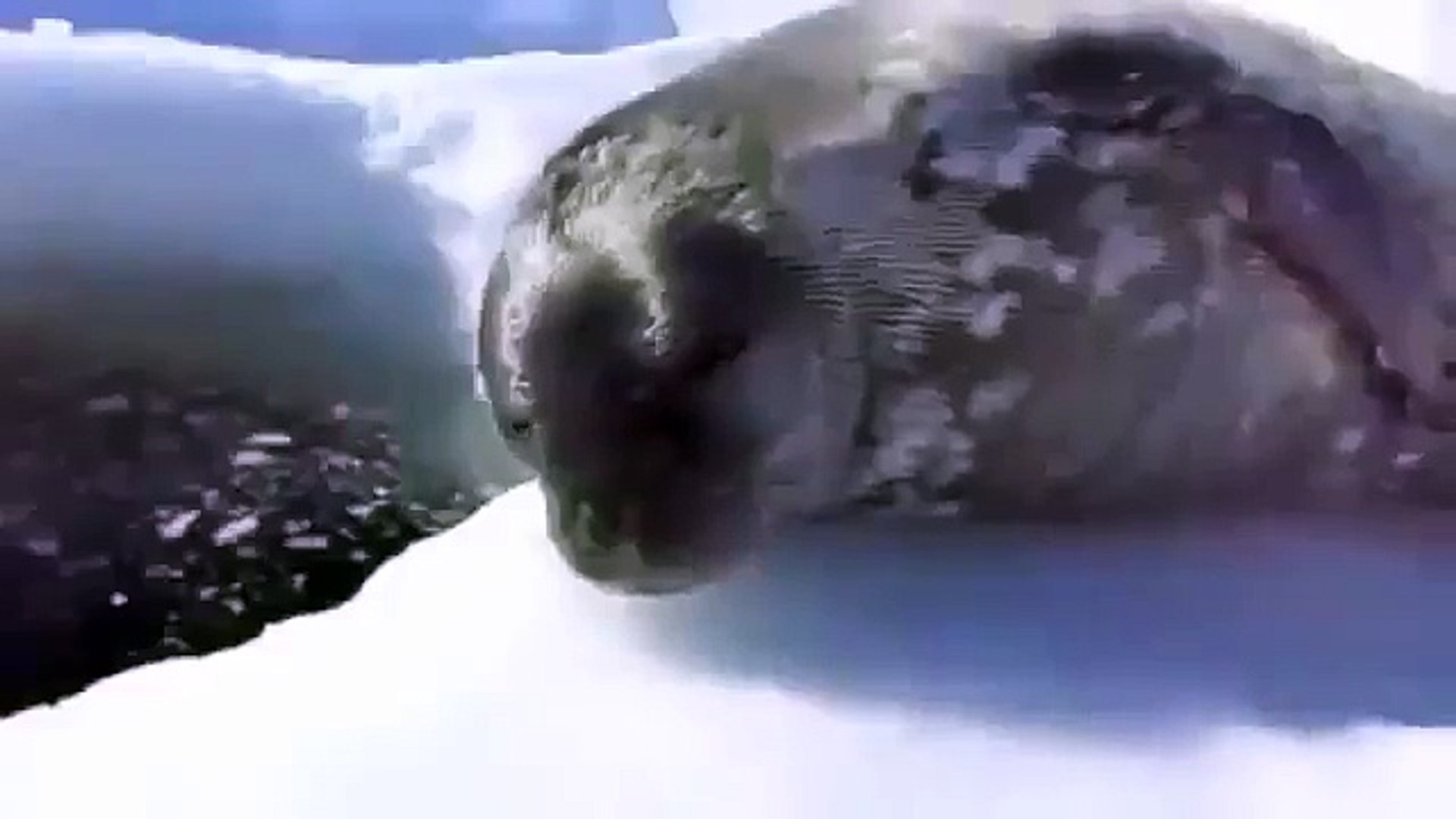 ⁣Тюлень - рыбак! Вот это прикол!