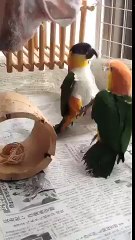 Драка попугаев! Это нужно видеть!