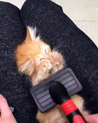 happy cat morning brushes for.the little.lion