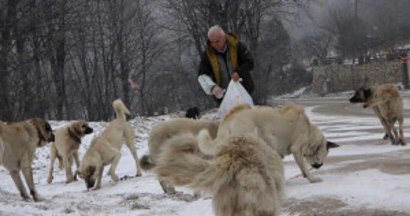 Köpekler Onu Aracının Sesinden Tanıyor