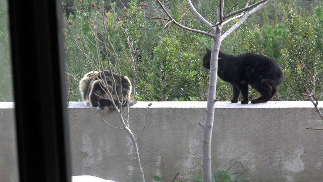 Test ralenti vitesse Pinnacle Studio 19 Plus