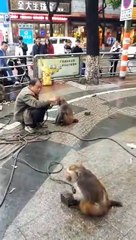 Bander Our Madaari Ki Larrai 2017