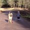 Ce bébé promène son chien et s'arrete pour jouer dans la flaque, regardez la réaction du chien