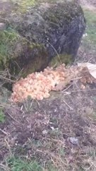 Il tombe sur un millier de poussins abandonnés dans une décharge